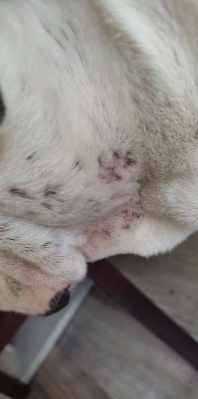 Hund hat Ausschlag-Beitrag-Bild