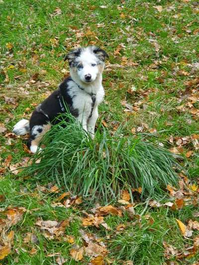 Hundetreffen-Hundebegegnungen üben-Bild