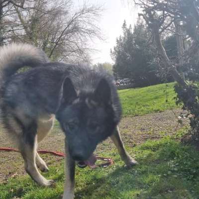 Hundetreffen-Gassi gehen, spielen und zusammen trainieren-Bild