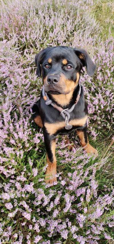 Rottweiler/-Mischlinge-Beitrag-Bild