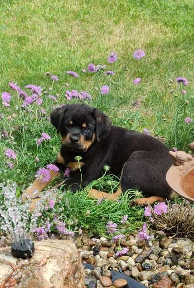 Die Dogorama Monats Challenge "Es grünt und blüht"-Beitrag-Bild