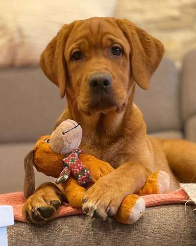 Labradorfans-Beitrag-Bild