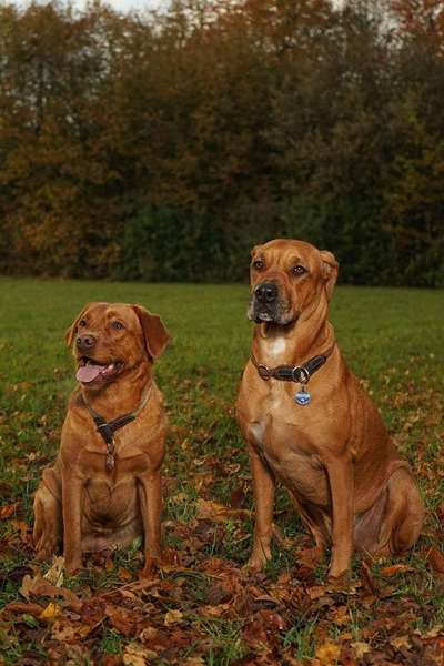 Labradorfans-Beitrag-Bild