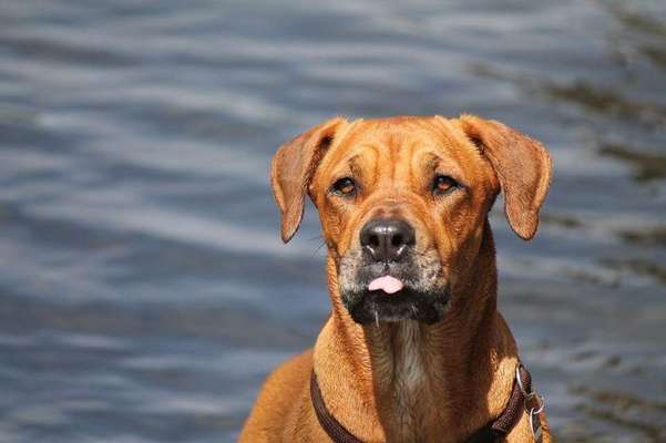 Dogorama-Monats-Challenge-Mai "Wasser"-Beitrag-Bild