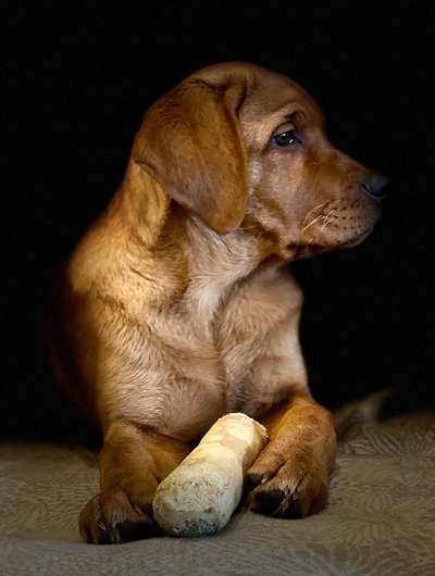 Labradorfans-Beitrag-Bild