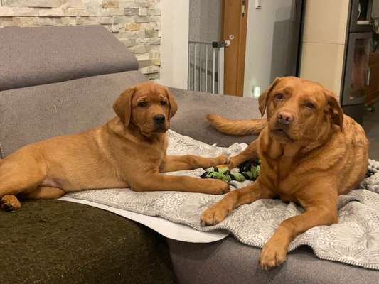 Labradorfans-Beitrag-Bild