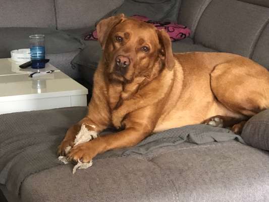 Labradorfans-Beitrag-Bild