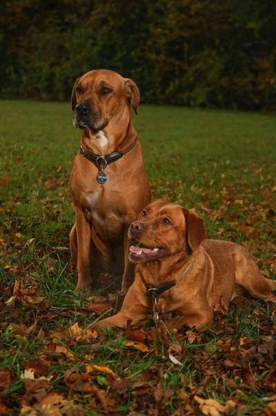 Labradorfans-Beitrag-Bild