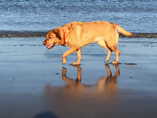 Dogorama-Monats-Challenge-Mai "Wasser"-Beitrag-Bild