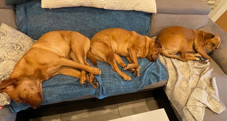 Labradorfans-Beitrag-Bild