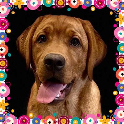 Labradorfans-Beitrag-Bild