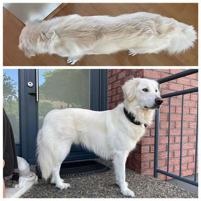 Der Gewichts-Thread-Beitrag-Bild