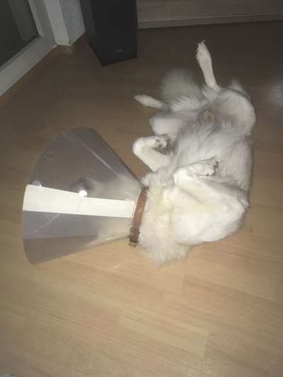 Welcher Hundekragen nach Kastration-Beitrag-Bild