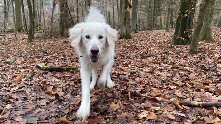 Herdenschutzhunde und Herdi-Mixe-Beitrag-Bild