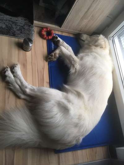 Kühlmatte-Beitrag-Bild