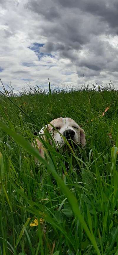 Die Dogorama Monats Challenge "Es grünt und blüht"-Beitrag-Bild