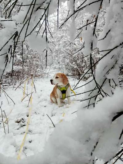 Die Dogorama Kalender Challenge Teil 2/4-Beitrag-Bild