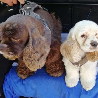 Hundetreffen-Wir suchen andere Hundefreunde für entspannte Spaziergänge mit Spielpausen.-Bild