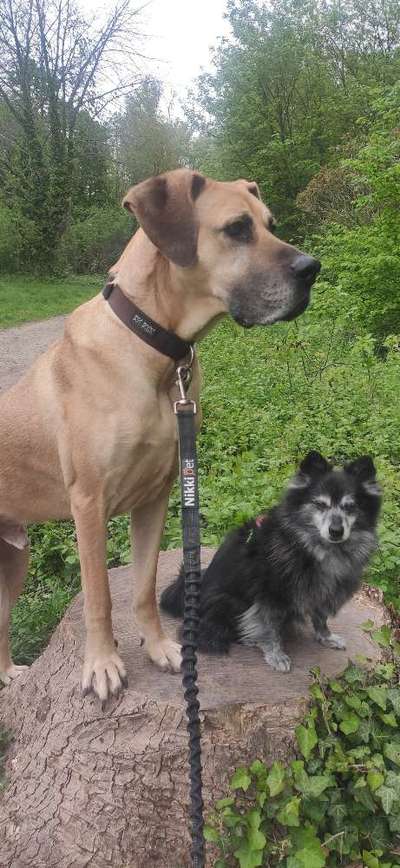 Bein heben beim pinkeln oder nicht-Beitrag-Bild