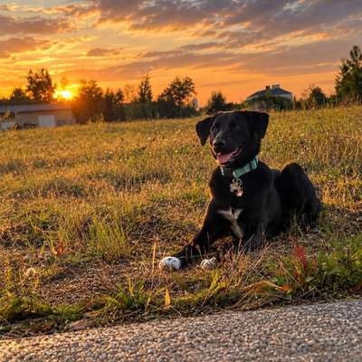 Hundetreffen-Gassitreff mit den Spürnasen-Bild