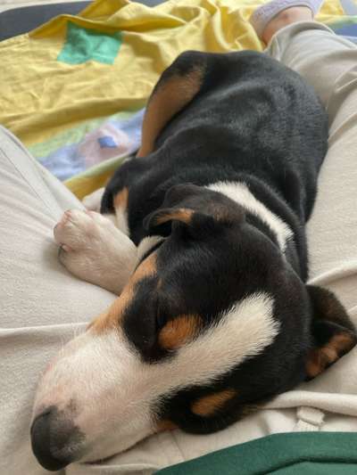 Berner Sennen-Beitrag-Bild