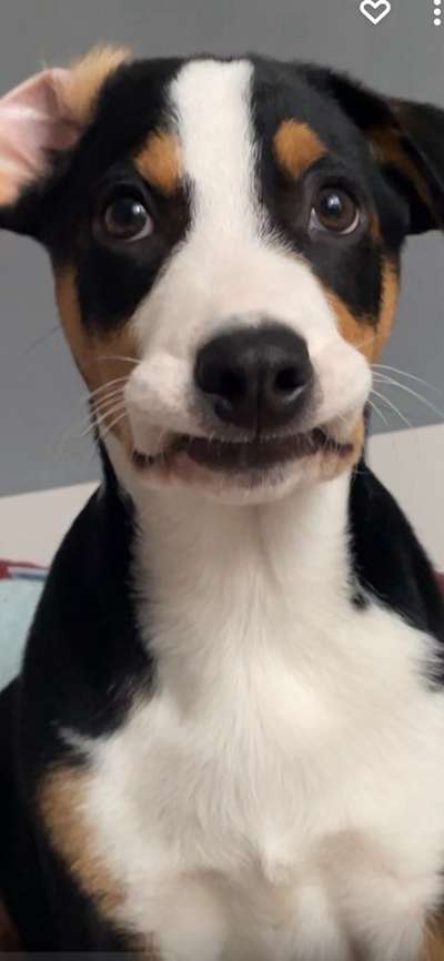 Welpen Bilder !-Beitrag-Bild