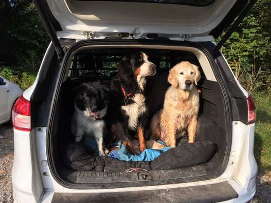 Foto Challenge Thema "Hunde im Auto"-Beitrag-Bild