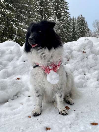 Foto Challenge Nr.: 114
Hunde im Schnee-Beitrag-Bild