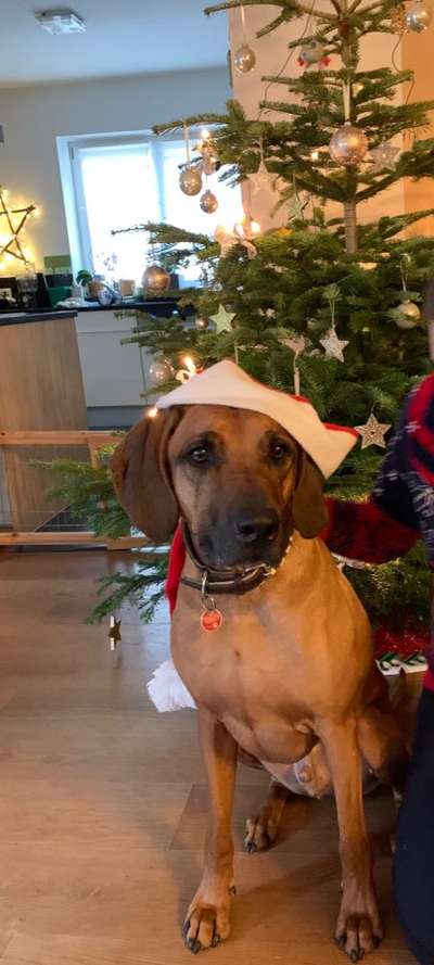 Rhodesian Ridgeback-Beitrag-Bild