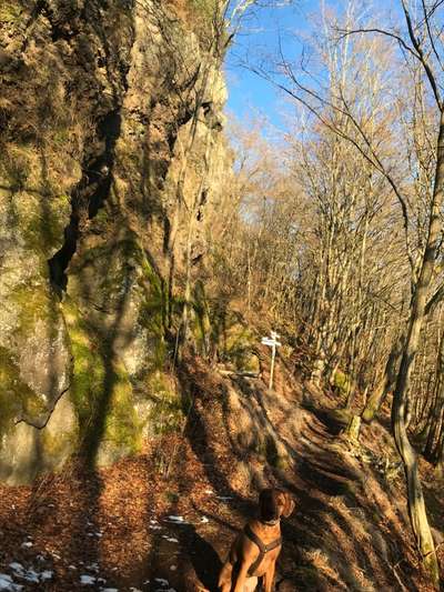 Rhodesian Ridgeback-Beitrag-Bild