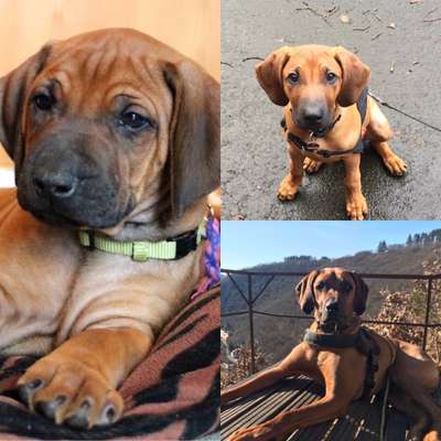 Rhodesian Ridgeback-Beitrag-Bild