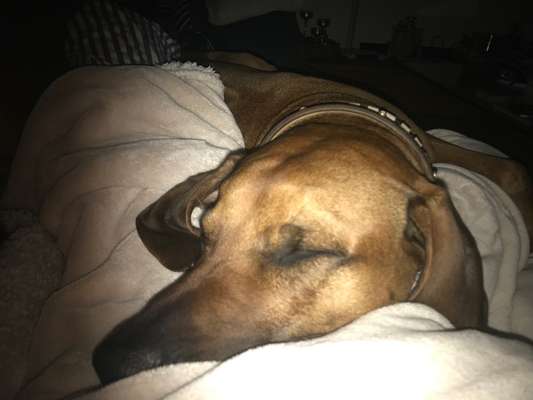Rhodesian Ridgeback-Beitrag-Bild