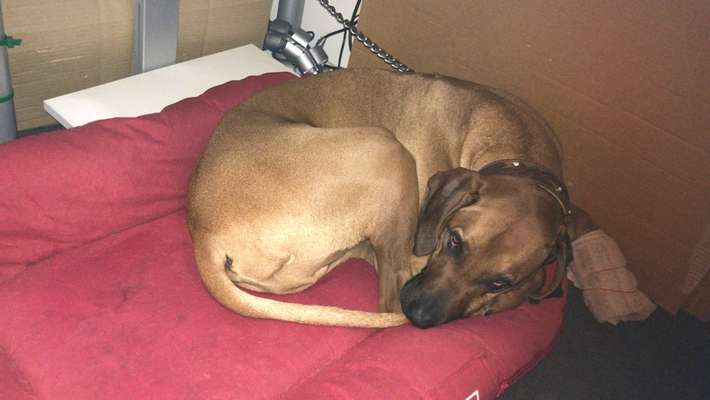 Rhodesian Ridgeback-Beitrag-Bild