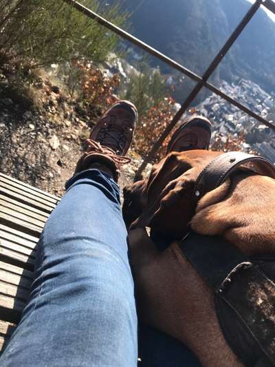 Rhodesian Ridgeback-Beitrag-Bild