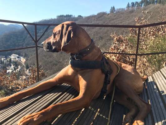 Rhodesian Ridgeback-Beitrag-Bild