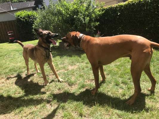 Rhodesian Ridgeback-Beitrag-Bild