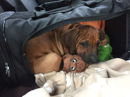 Rhodesian Ridgeback-Beitrag-Bild