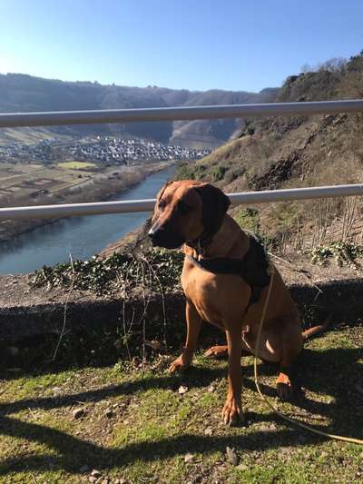 Purinarme Ernährung-Futter bei Natrium- Urat- Steinen-Beitrag-Bild