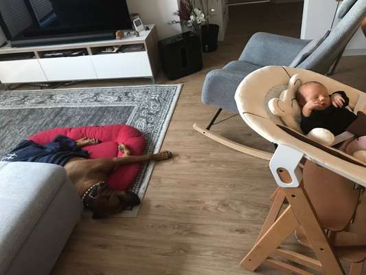 Rhodesian Ridgeback-Beitrag-Bild