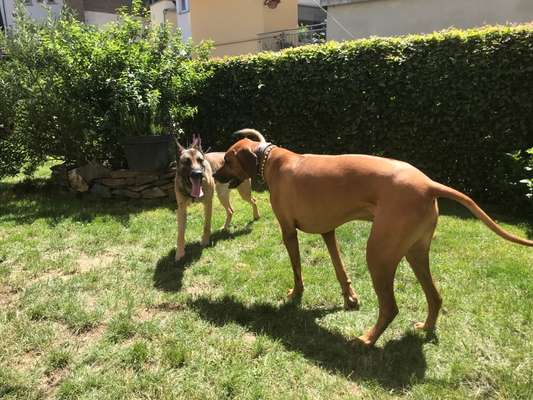 Rhodesian Ridgeback-Beitrag-Bild