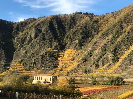 Rhodesian Ridgeback-Beitrag-Bild