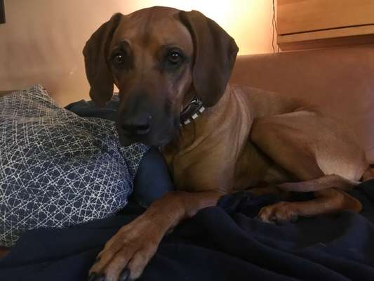 Rhodesian Ridgeback-Beitrag-Bild