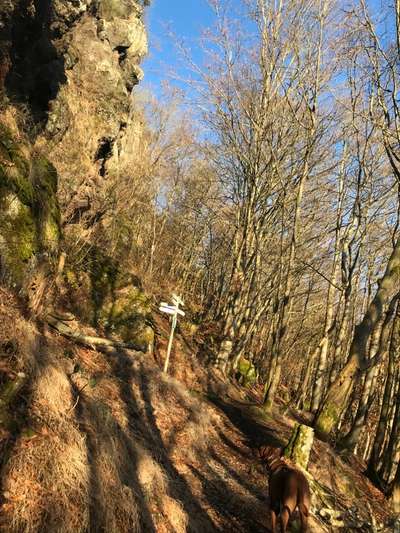 Rhodesian Ridgeback-Beitrag-Bild