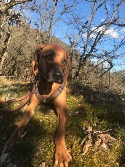 Rhodesian Ridgeback-Beitrag-Bild