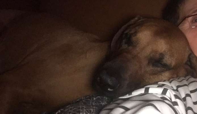 Rhodesian Ridgeback-Beitrag-Bild