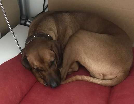 Rhodesian Ridgeback-Beitrag-Bild