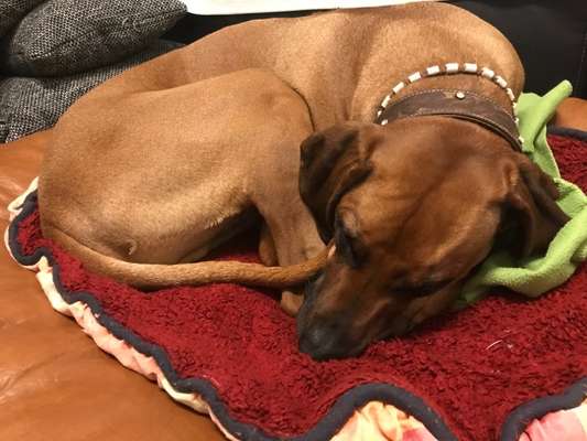 Rhodesian Ridgeback-Beitrag-Bild