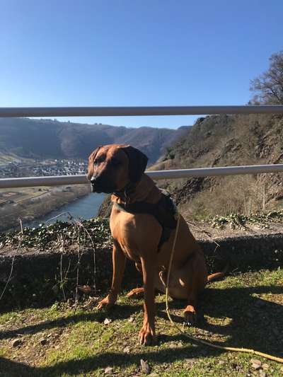 Rhodesian Ridgeback-Beitrag-Bild