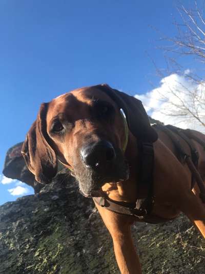 Rhodesian Ridgeback-Beitrag-Bild