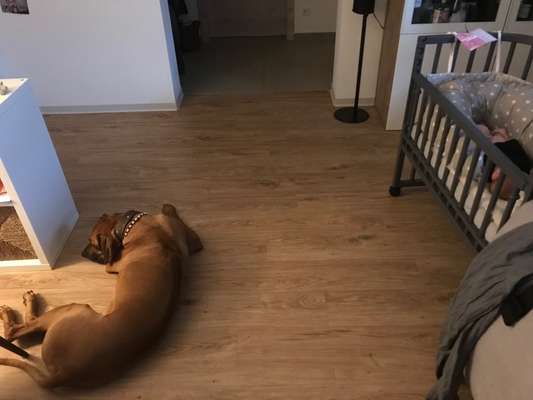 Rhodesian Ridgeback-Beitrag-Bild